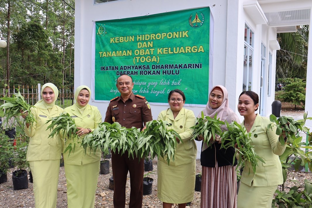 Kegiatan panen kangkung dari hasil Kebun Hidroponik dan Toga IAD Daerah Rokan Hulu
